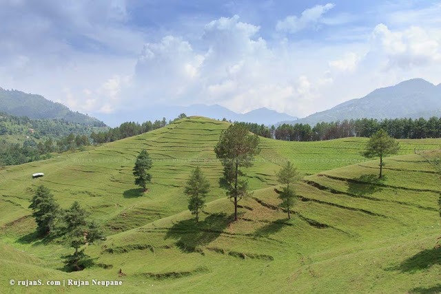 Landscape - Sheep Farm Chitlang