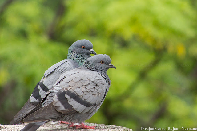 Pigeon