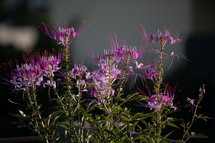 Spider Flower - Cleome spinosa