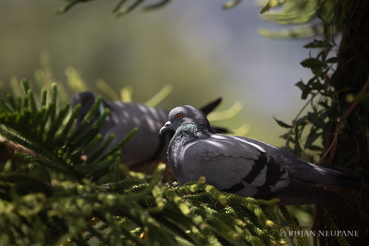 Pigeon