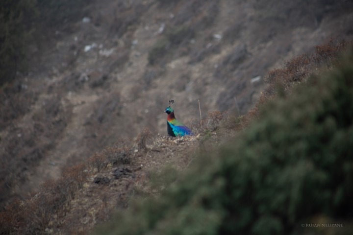 Himalayan monal