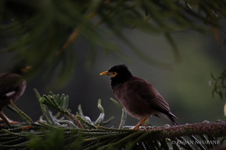 Birds — 2