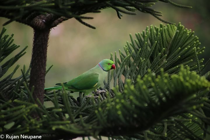 Birds — 8
