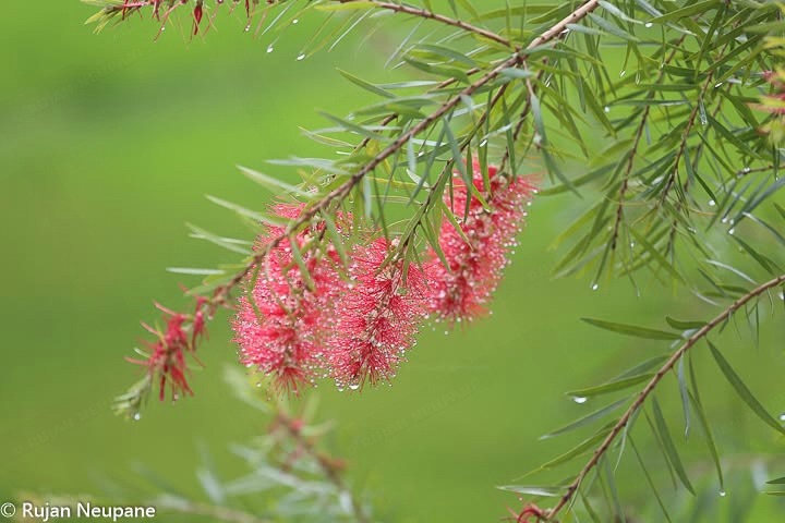 कल्की को फुल Bottlebrush buds