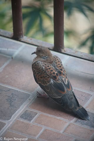 Birds — 6