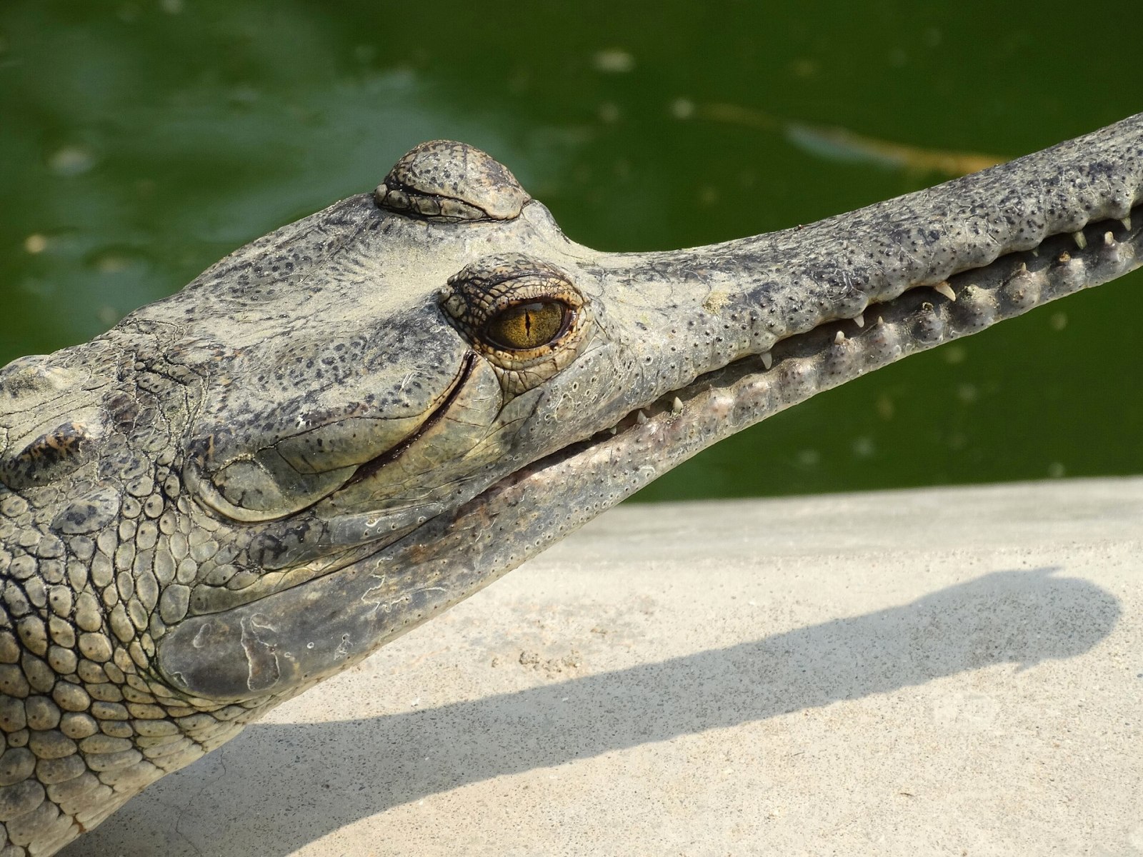 A young gharial at the breeding centre in Kasara, Chitwan