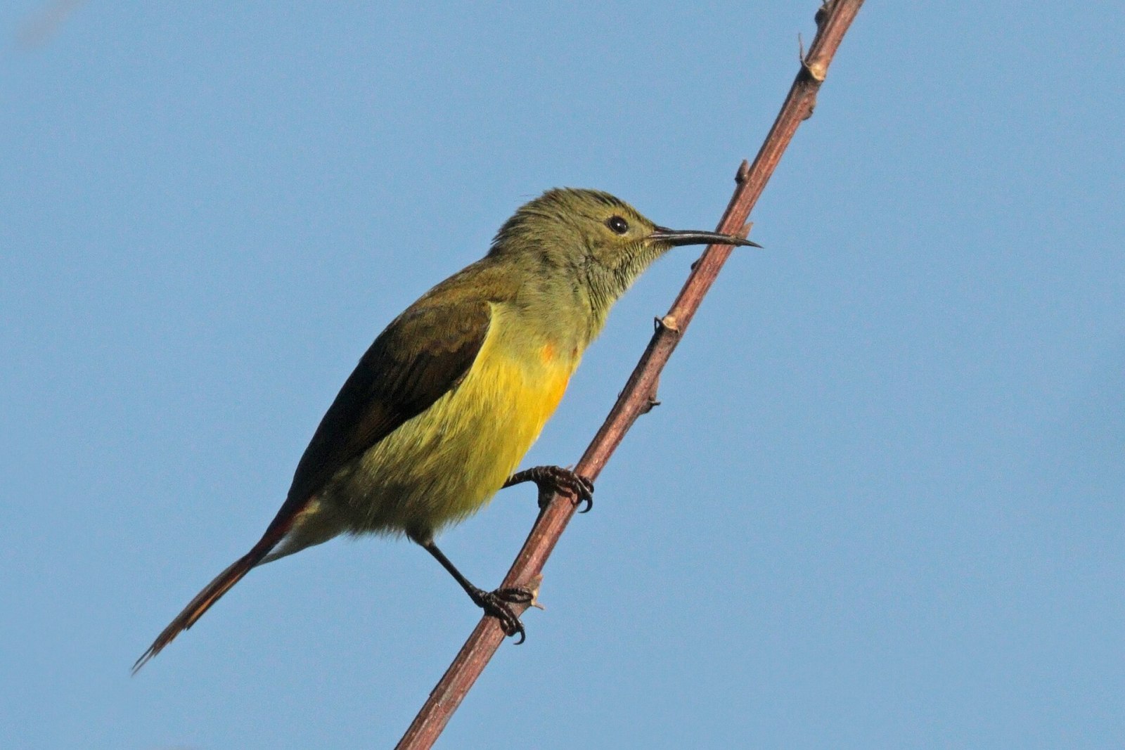 A fire-tailed sunbird at Phulchowki