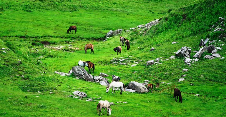 Khaptad Trek: the Meadows of the Far West