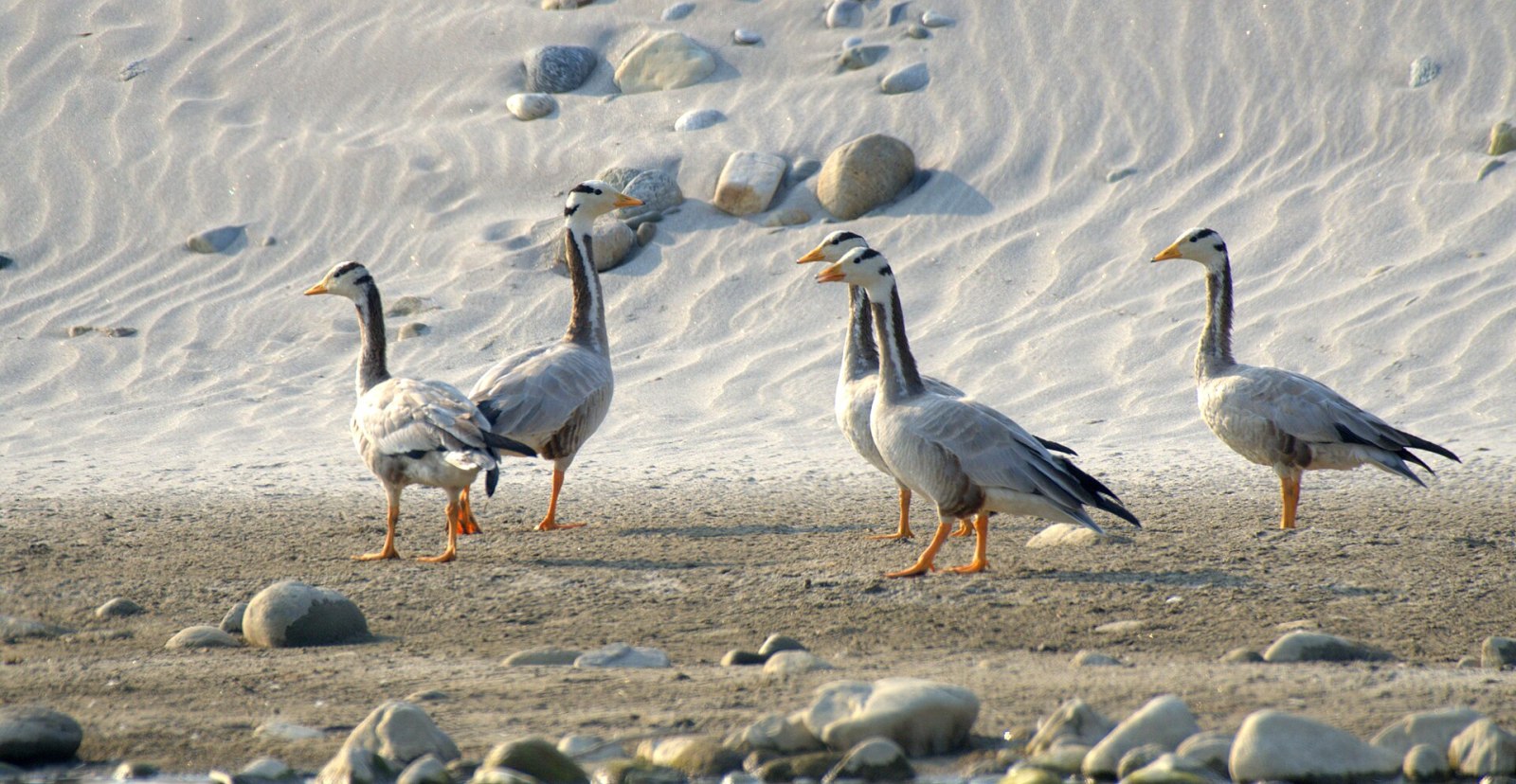 A bar-headed goose at Koshi Tappu